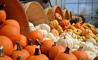Fall in Love with Pumpkins!