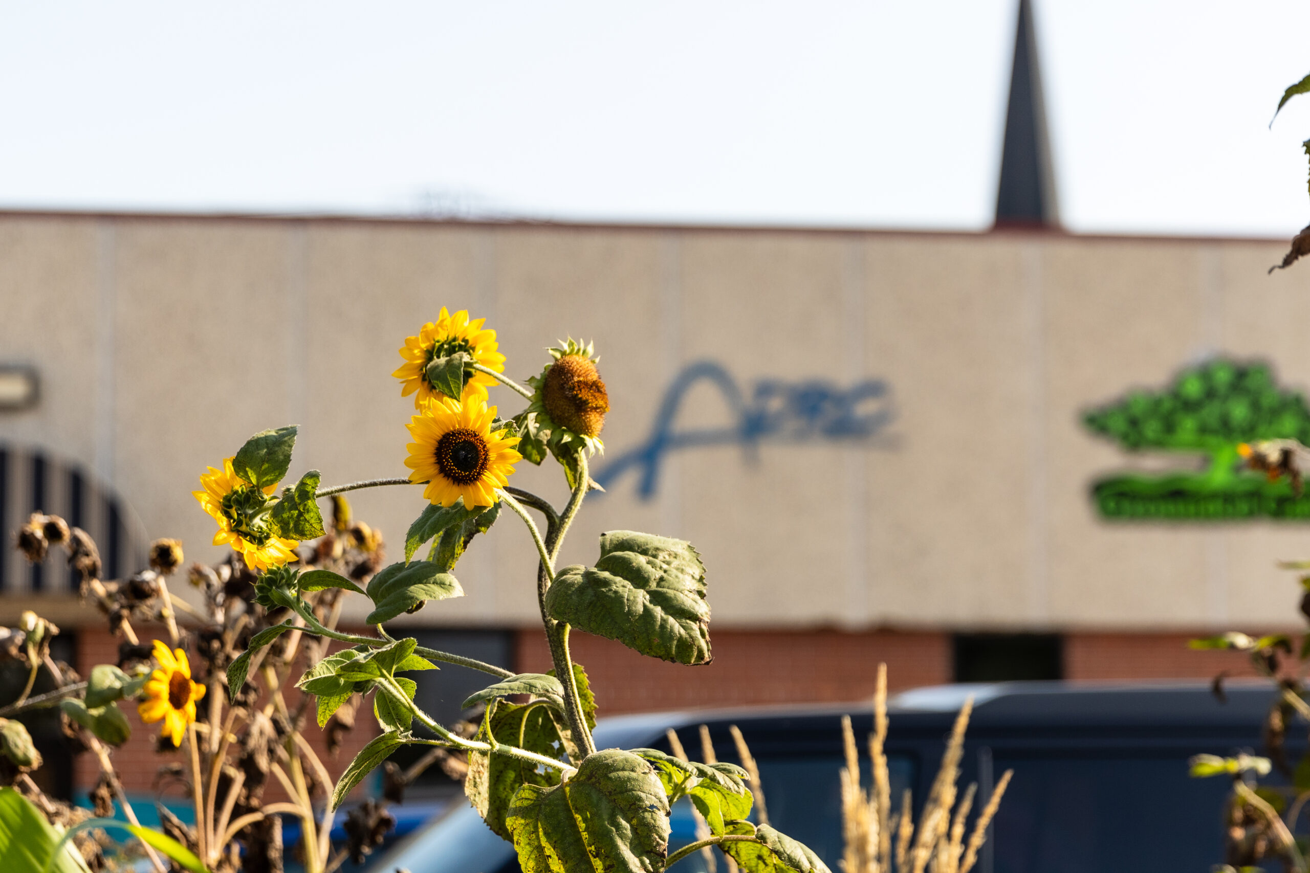 Sunflowers growing in the ADRC garden